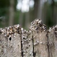 Swarm of termites