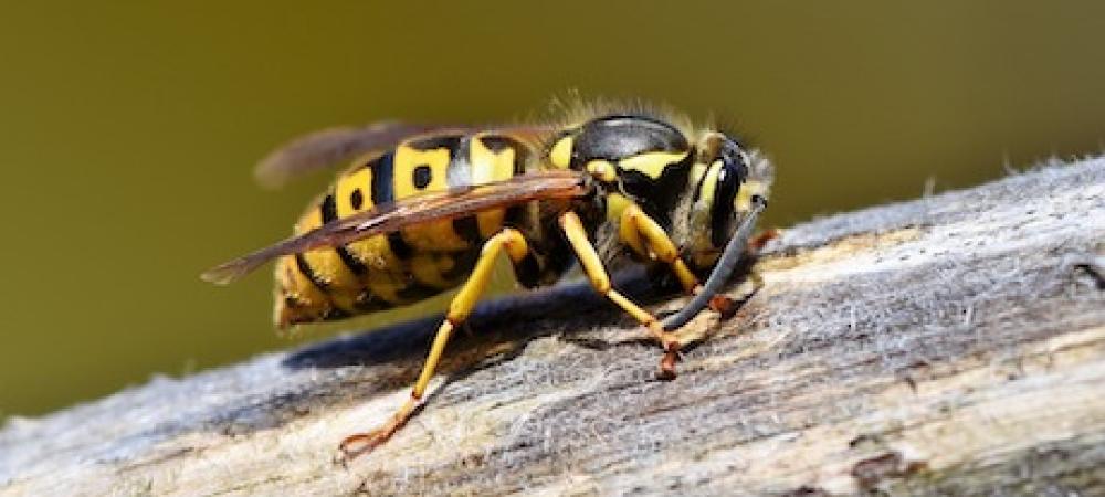 Wasp on tree branch