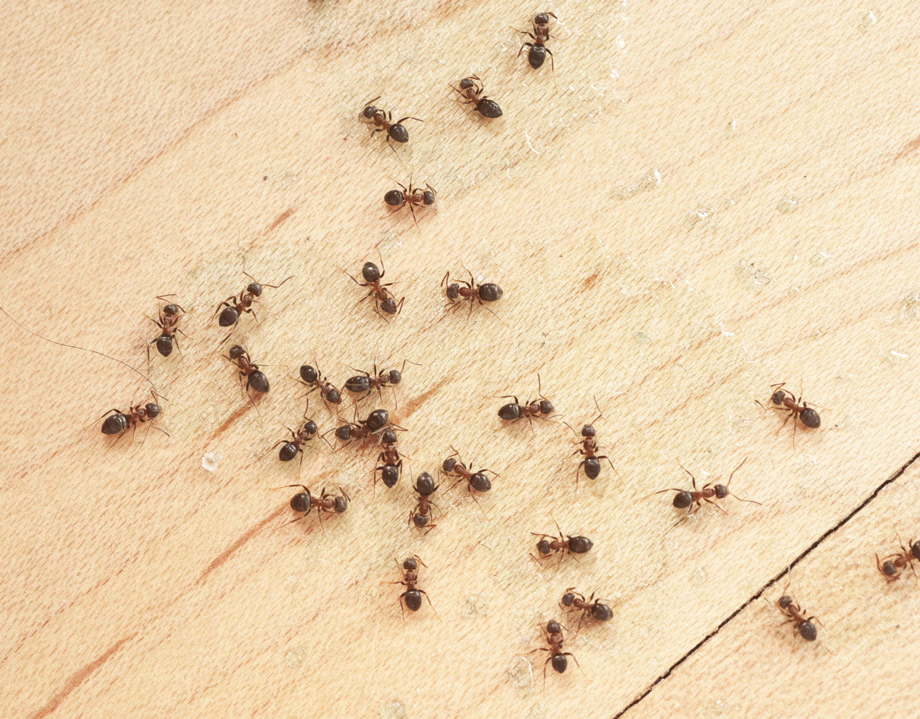 The 3 Most Common Types of Ants in Washington DC, Virginia, and Maryland