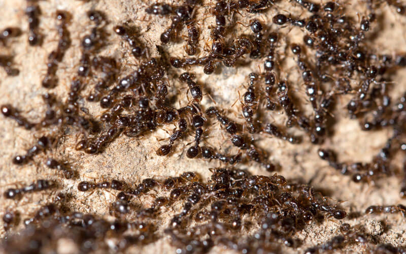 What Foods Attract Ants? Venice Pest Control