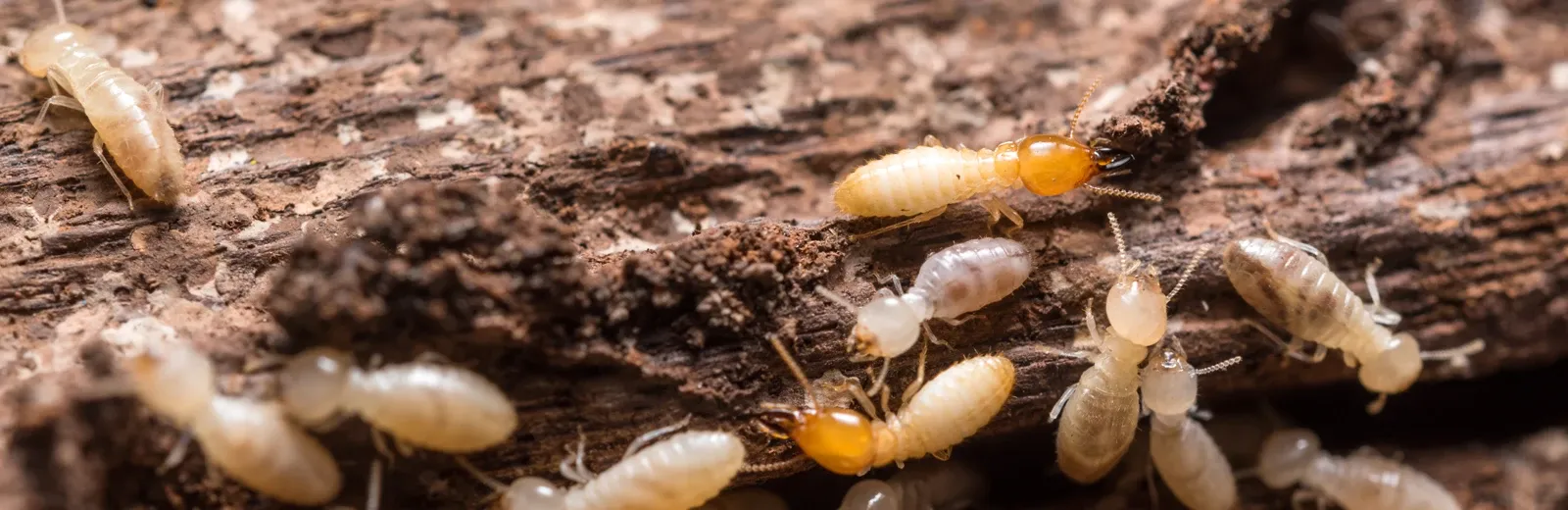 Termites on wood