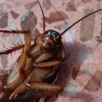 Cockroach laying on kitchen floor