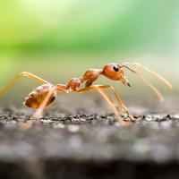 Fire ant