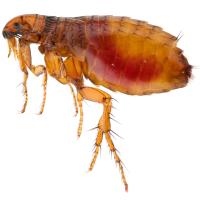 Adult flea