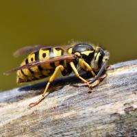 Wasp on tree branch