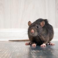 Rat sitting on floor