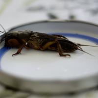 Mole Cricket