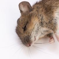 Dead wood mouse