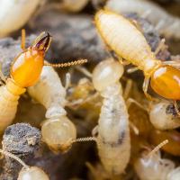 Termites crawling on a piece of wood