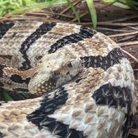 Southern Copperhead