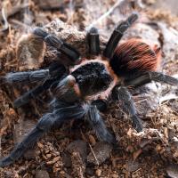 Red Rump Tarantula 