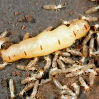 Termite Queen