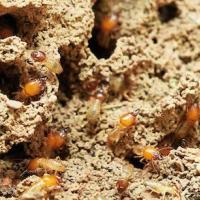 Termites climbing through mud tunes