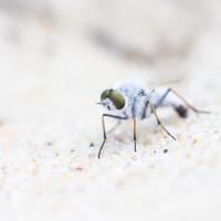 White sand fly