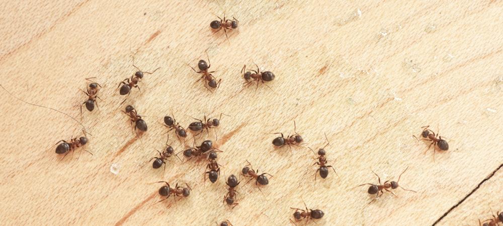 Ants crawling on kitchen floor