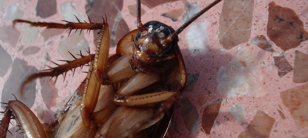 Cockroach laying on kitchen floor