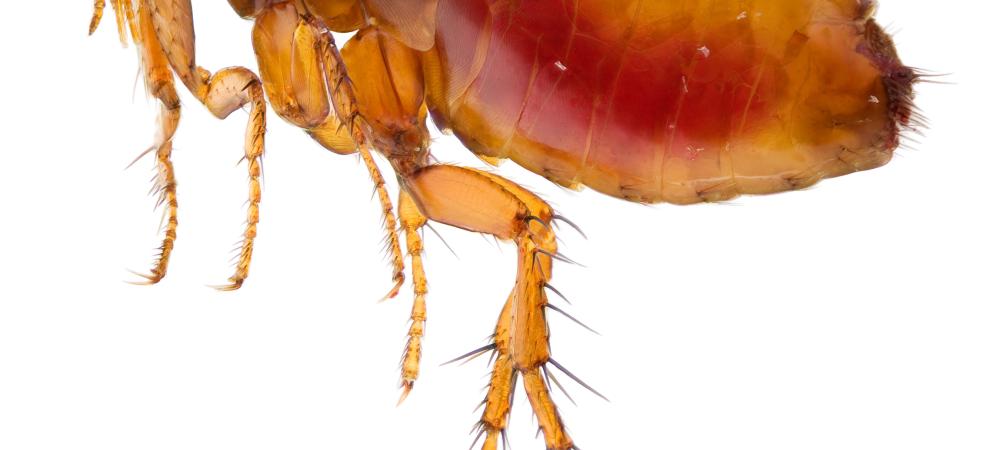 Adult flea