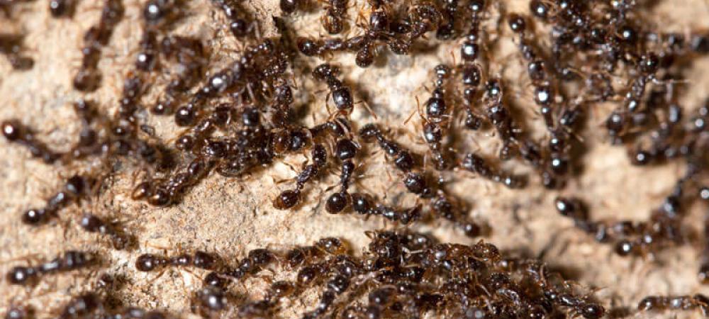 Little black ants