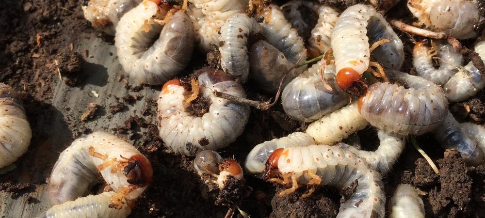 Grubs under pulled up lawn