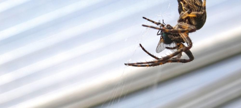 Your Home Owners Guide To Common Florida Spiders