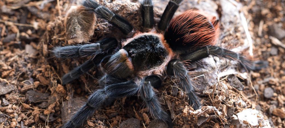 Red Rump Tarantula 