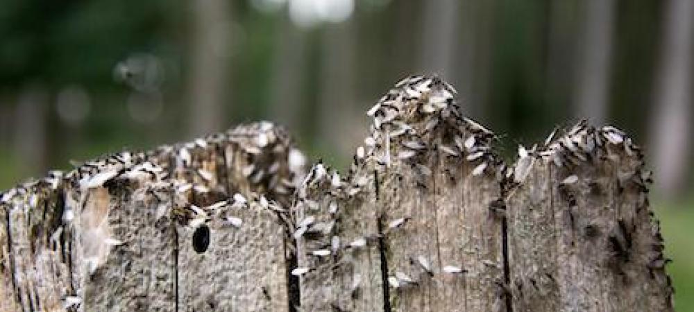 Swarm of termites