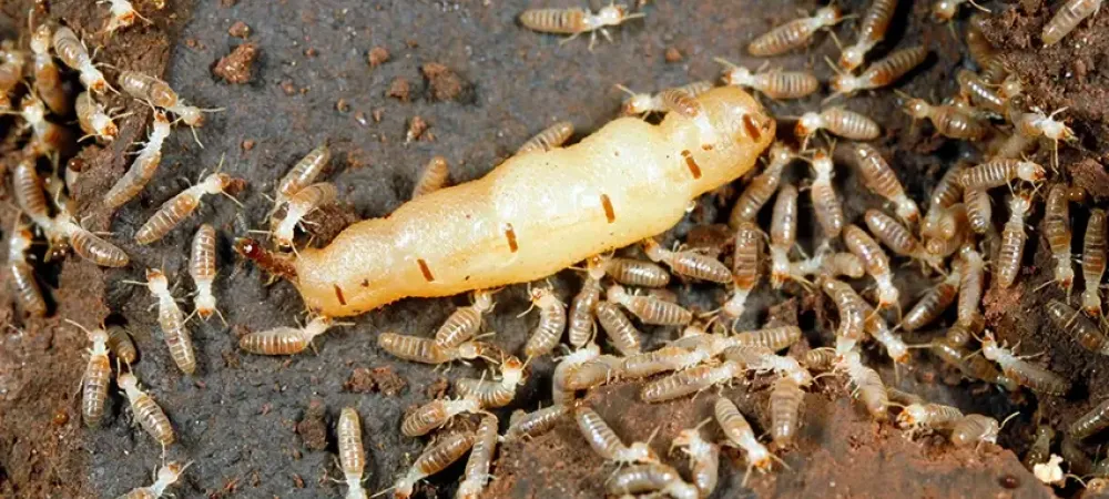 Termite Queen