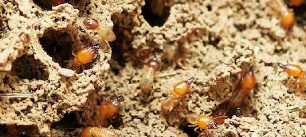Termites climbing through mud tunes