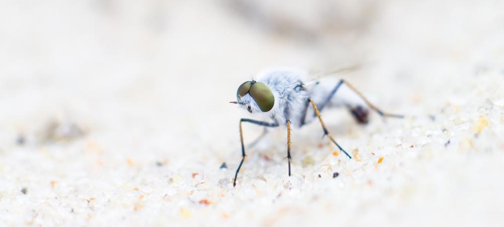 White sand fly