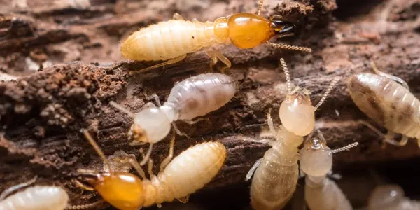 Termites on wood