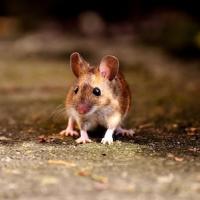 Mice