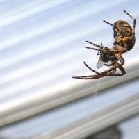 House spider